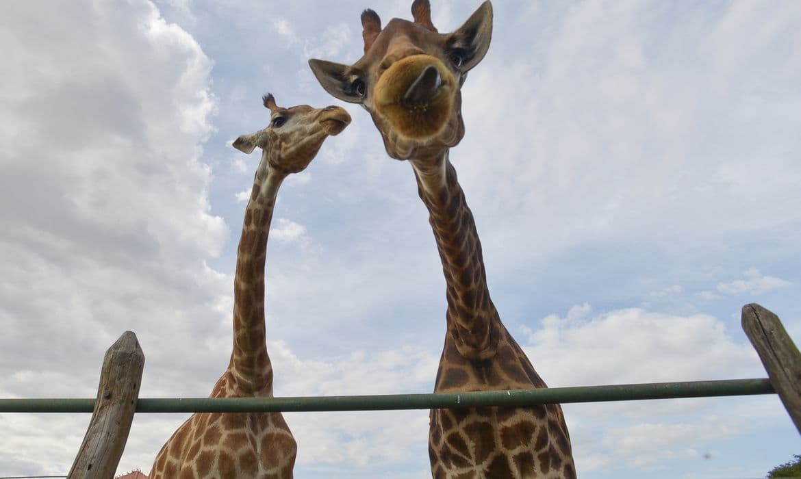 PF indicia 4 por crimes associados à importação de 18 girafas