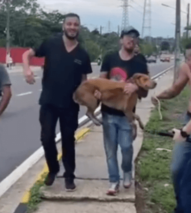 Cadela desaparecida é encontrada dentro de buraco em Manaus