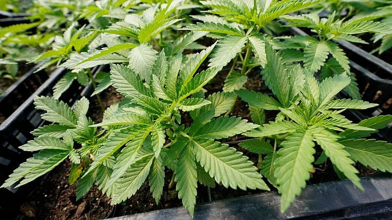 Alemanha retarda o processo de liberação do uso de maconha