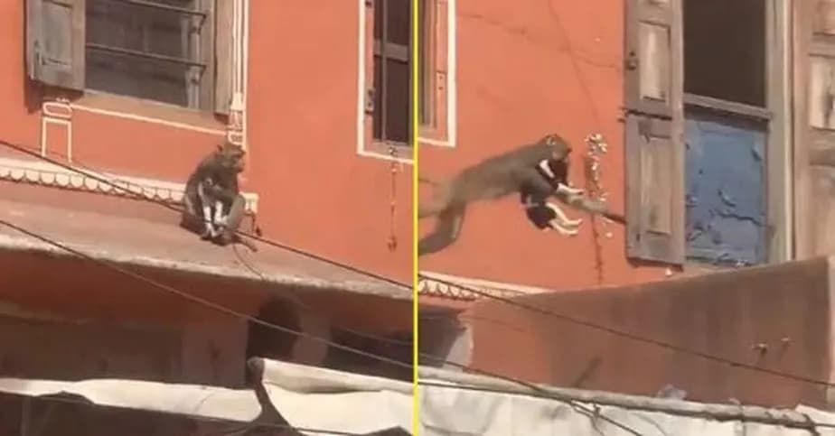 VÍDEO: Macaco &#8220;sequestra&#8221; cachorro e foge por telhado