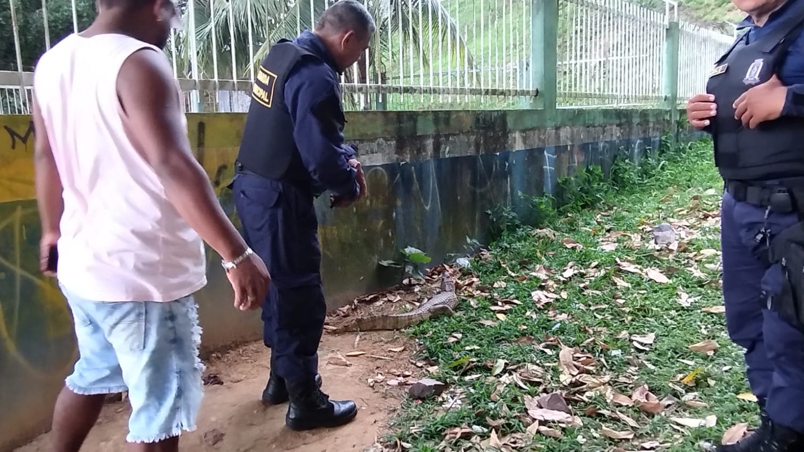 Jacaré é flagrado na Ponta Negra