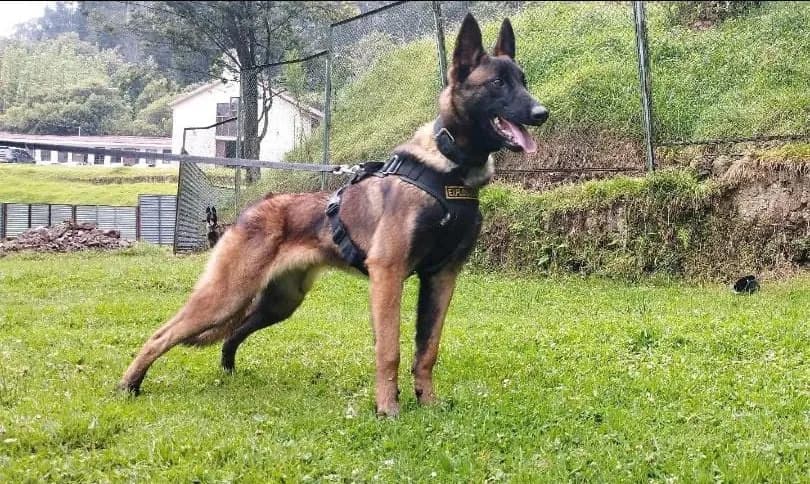 Forças militares da Colômbia suspendem buscas por cachorro Wilson
