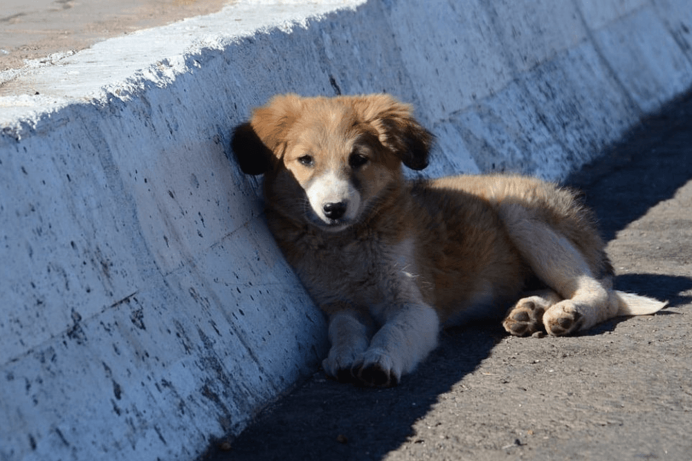 Lei que obriga motoristas a prestar socorro a animais atropelados entra em vigor em Manaus