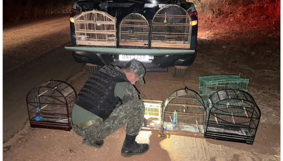 Procurado por homicídio é preso por manter animais silvestres em cativeiro no Tocantins