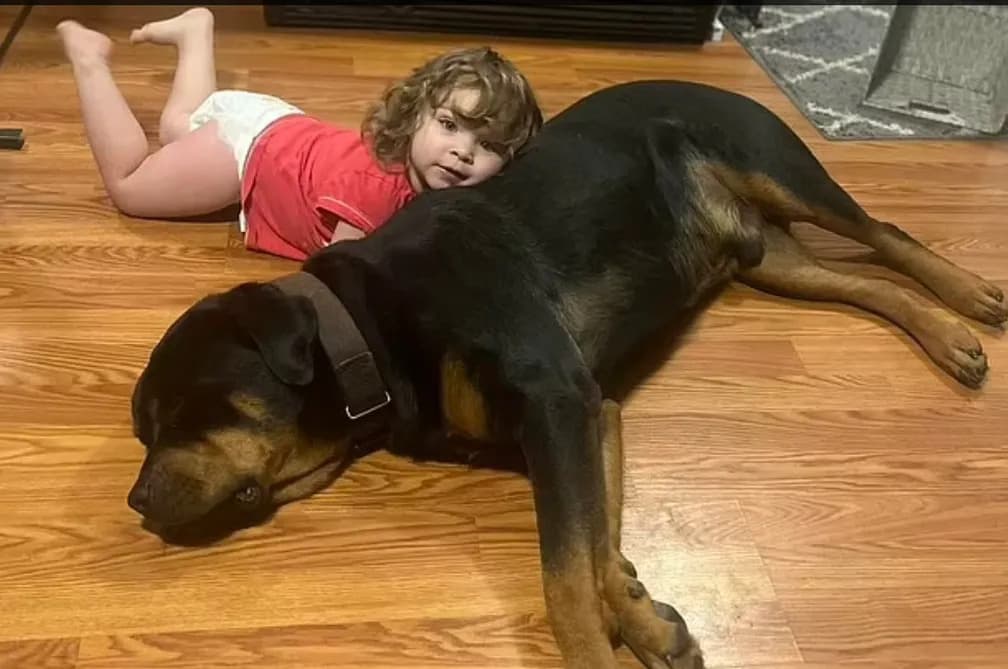 Nos EUA, menina perdida em floresta é encontrada dormindo em cima de cachorro