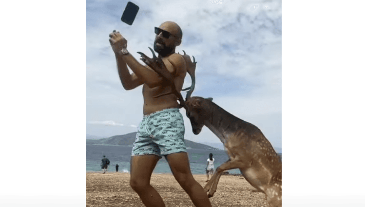 VÍDEO: Tentativa de foto termina com chifrada de cervo no lombo de turista