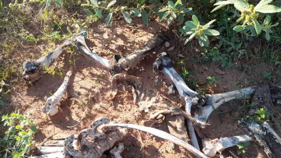 Dono de sítio abandona sete bois à morte e é multado em R$ 367 mil