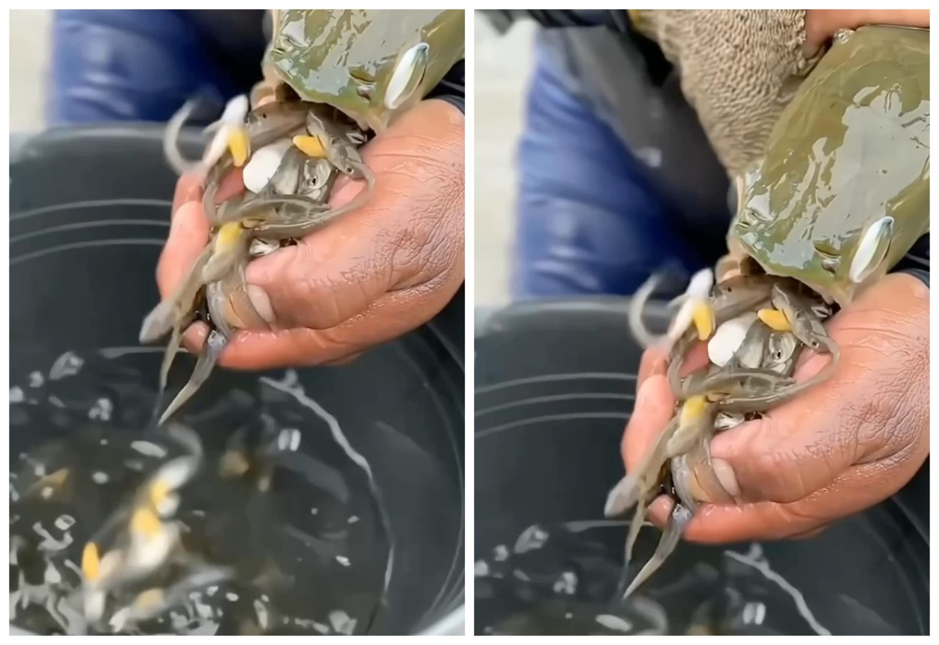 VÍDEOS: Espécie de peixe da Amazônia &#8216;come&#8217; os próprios filhotes; entenda o porquê