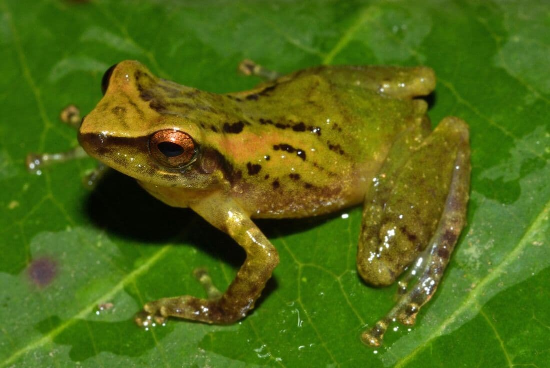 Peru descobre nova perereca na Amazônia