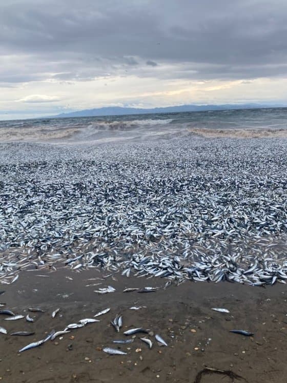 VÍDEO: Milhares de peixes aparecem mortos em praia no Japão