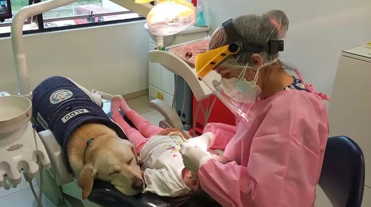 VÍDEO: Labrador &#8220;assistente&#8221; de dentista tranquiliza crianças em consultório, no Equador
