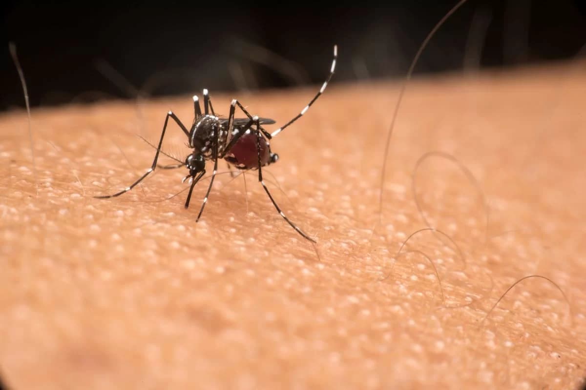Novos casos de dengue levam Distrito Federal a decretar emergência