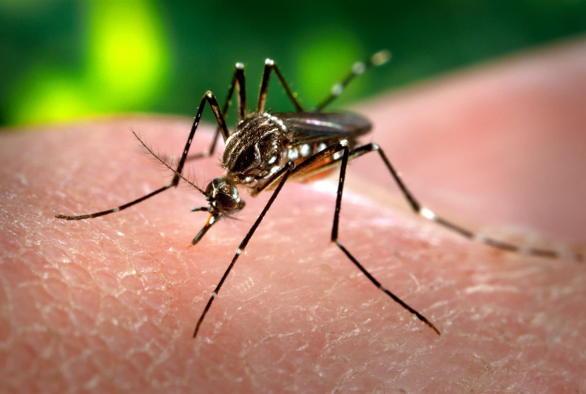 Governo de MG decreta situação de emergência por causa de dengue