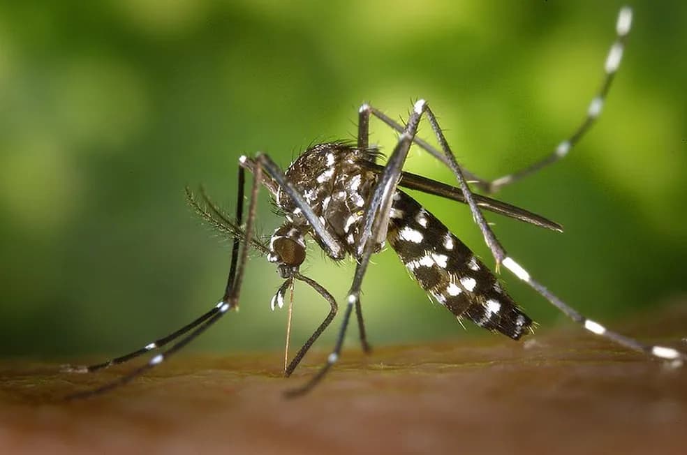 Itália já registrou 48 casos importados de dengue em 2024