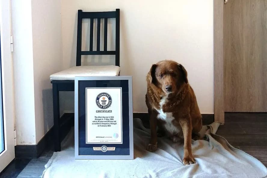 Guinness Book: Bobi perde título de cão mais velho do mundo; entenda