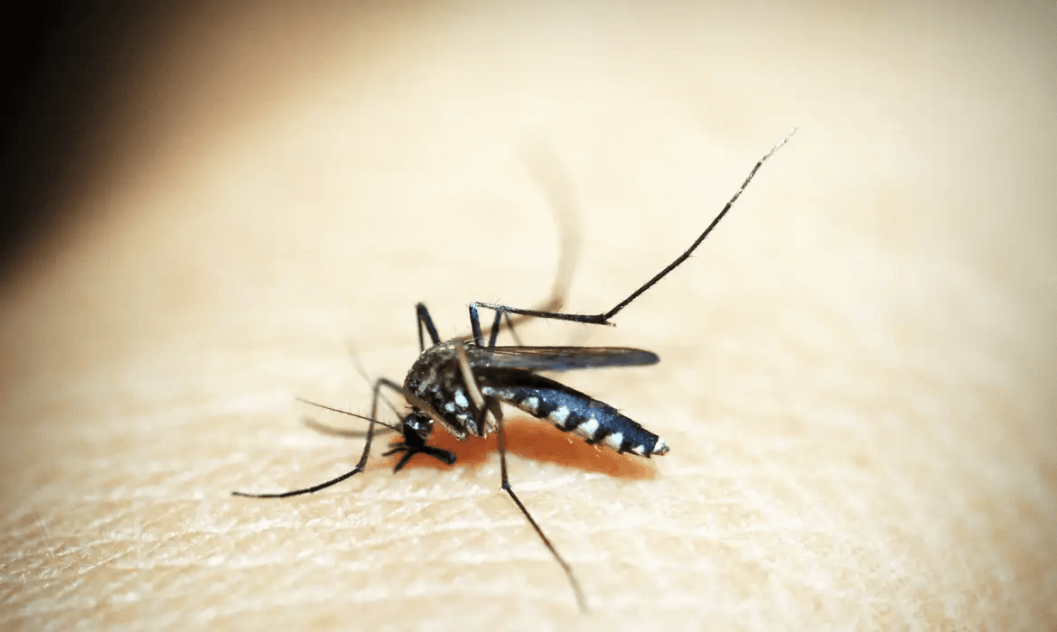 Rio de Janeiro entra em situação de emergência devido a casos de dengue