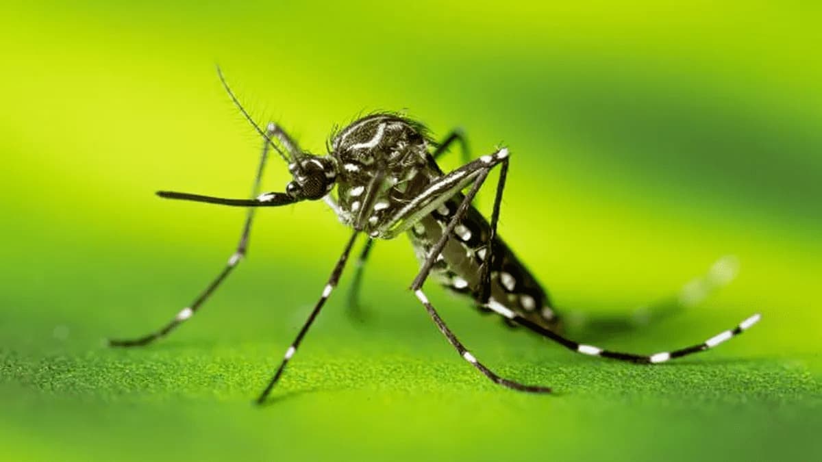 Dengue: Rio de Janeiro registra três mortes e aumento de 56% nos casos, em uma semana
