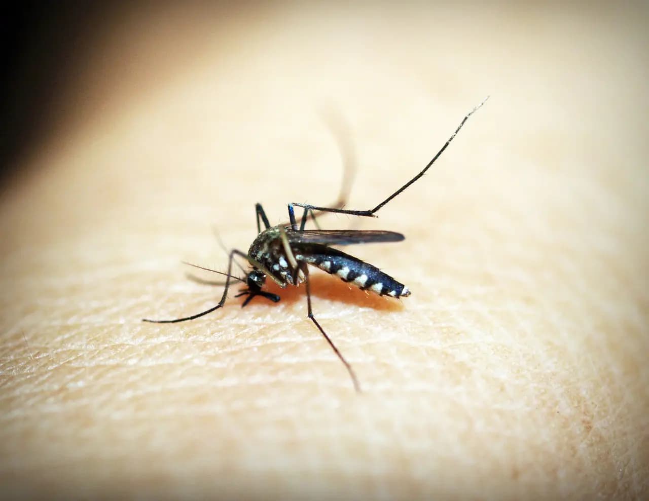 Brasil ultrapassa meio milhão de casos prováveis de dengue