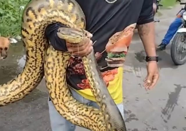 VÍDEO: Cobra é capturada no meio da rua após chuvas intensas, em Manaus