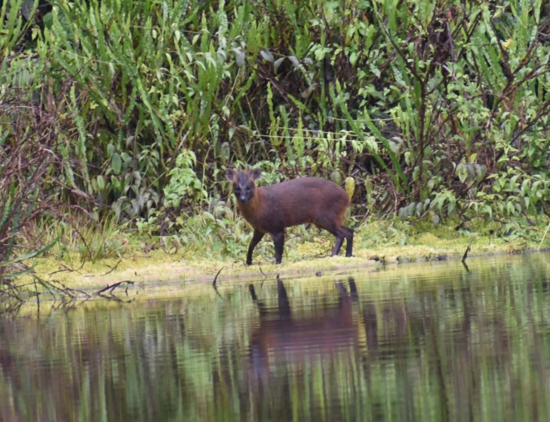 Nova espécie de cervo é encontrada no Peru