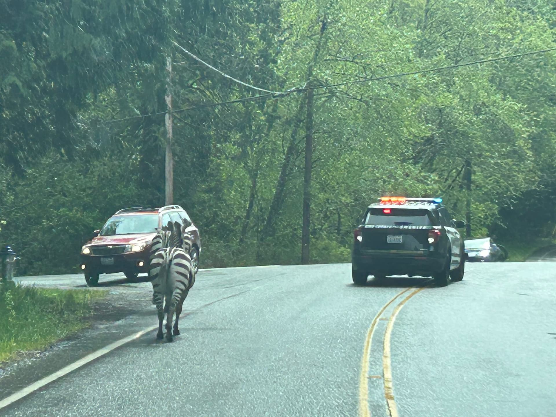 VÍDEO: Zebras fogem de trailer e são capturadas por policiais e com a ajuda de cowboys, nos Estados Unidos