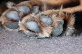 Homem, supostamente embriagado, bate esposa e ameça jogar cachorro de varanda, em Manaus