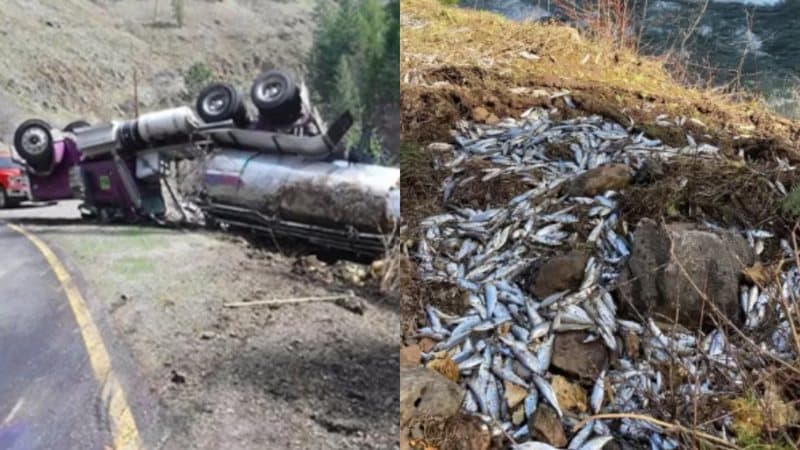 Caminhão tomba e 77 mil salmões caem em rio nos Estados Unidos