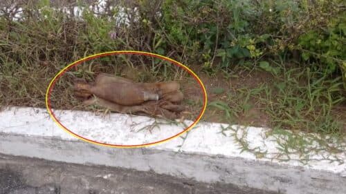 Bomba caseira é encontrada em frente a delegacia de polícia e detonada, em Manaus