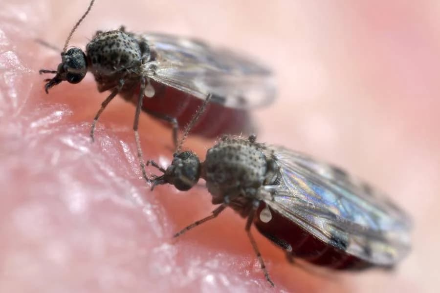 Febre oropouche: Brasil confirma duas mortes pela doença