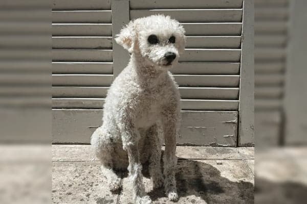 Taxidermia de animais de estimação ganha espaço no Brasil; entenda