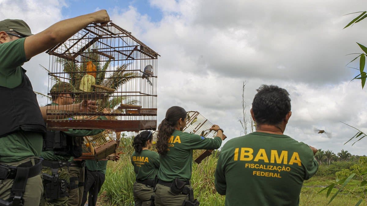 Ministério autoriza concurso para o IBAMA e Instituto Chico Mendes