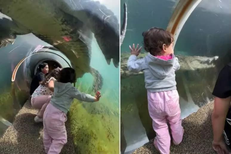 Crocodilo ataca crianças em túnel de zoológico; mãe grava tudo