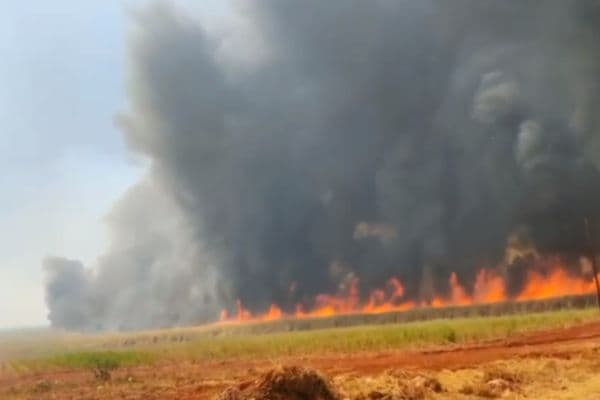 Incêndios florestais colocam mais de 40 cidades de São Paulo em alerta máximo