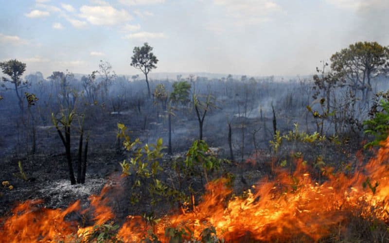 Emissão de gases por incêndios é recorde no Amazonas e Mato Grosso do Sul