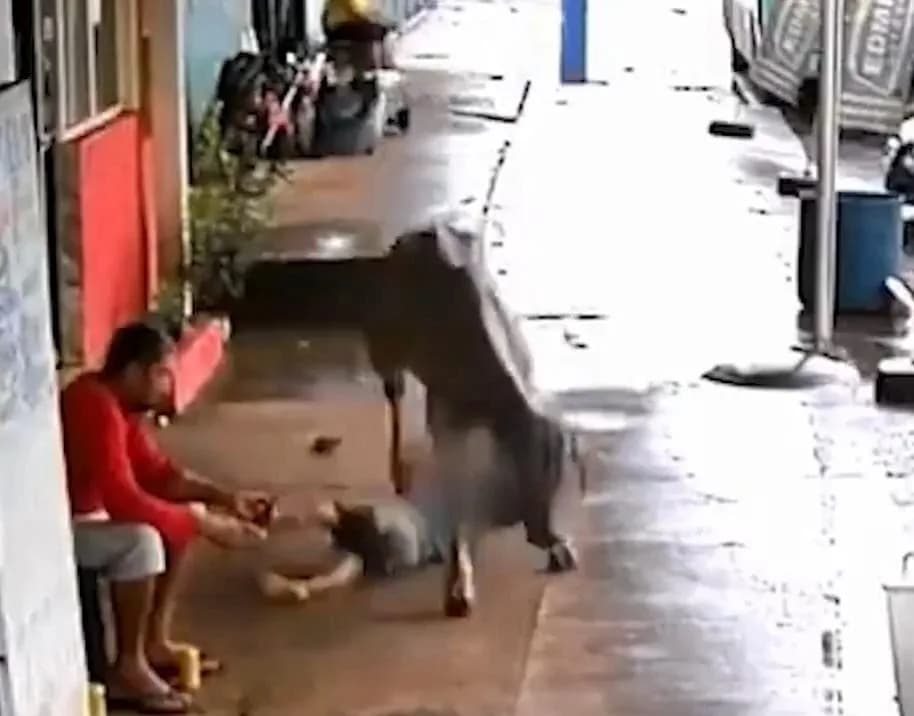 VÍDEO: Bezerro escapa de leilão e &#8216;atropela&#8217; criança em Goiás