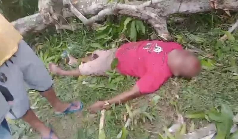 Vídeo: Árvore cai em cima de homem que tentou pegar manga durante temporal em Manacapuru