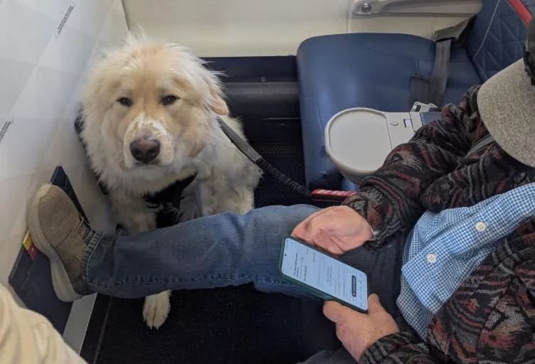 Passageiro é retirado de assento na primeira classe para dar lugar a cachorro