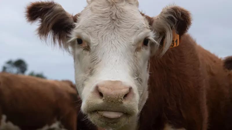 &#8216;Ouro bovino&#8217;: o negócio milionário de venda de cálculos biliares de vacas da América do Sul para a China