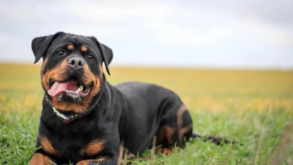 Saiba a potência da mordida de um Rottweiler e descubra a força impressionante da raça