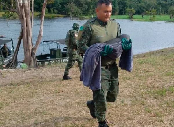 Filhote de peixe-boi é resgatado em comunidade ribeirinha no Amazonas