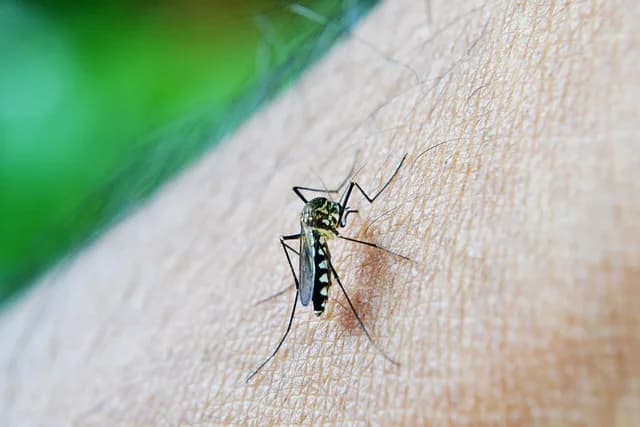 Picada de mosquitos: veja 5 dicas para se tornar menos atraente para eles