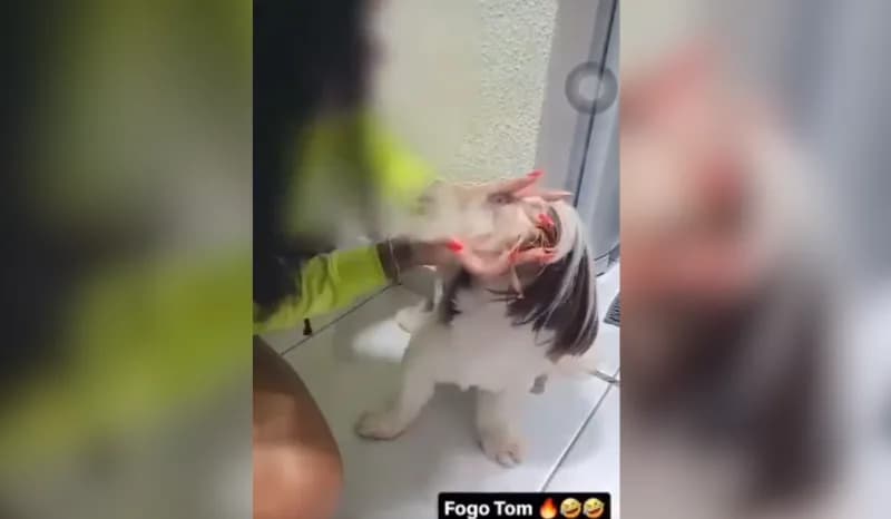 VÍDEO: Mulher obriga cachorro a inalar fumaça de maconha