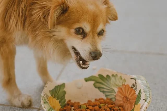 Abril Laranja: a luta contra os maus-tratos aos animais