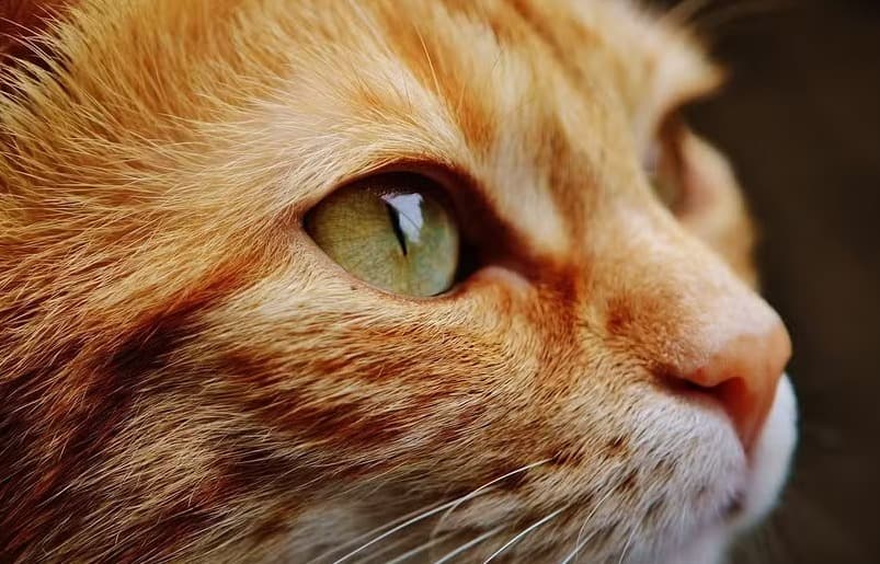 Por que existem gatos laranjas? Estudo explica gene que define a coloração