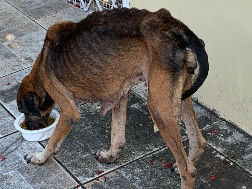 QR Code contra maus-tratos pode virar obrigatório em embalagens de ração; entenda