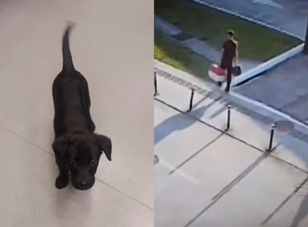VÍDEO: Homem abandona cachorro no aeroporto de Florianópolis, por não poder embarcar com o animal, e é preso
