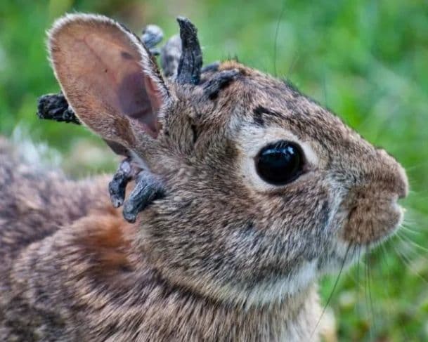 Coelhos com &#8220;tentáculos&#8221; pelo corpo assustam internautas; entenda o caso