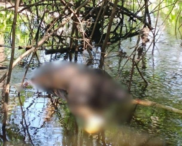 VÍDEO: Corpo é encontrado boiando em lago no interior do Amazonas