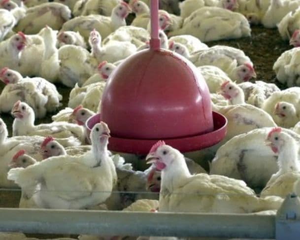 Chile e Arábia Sauditam retomam a compra da carne de frango brasileira