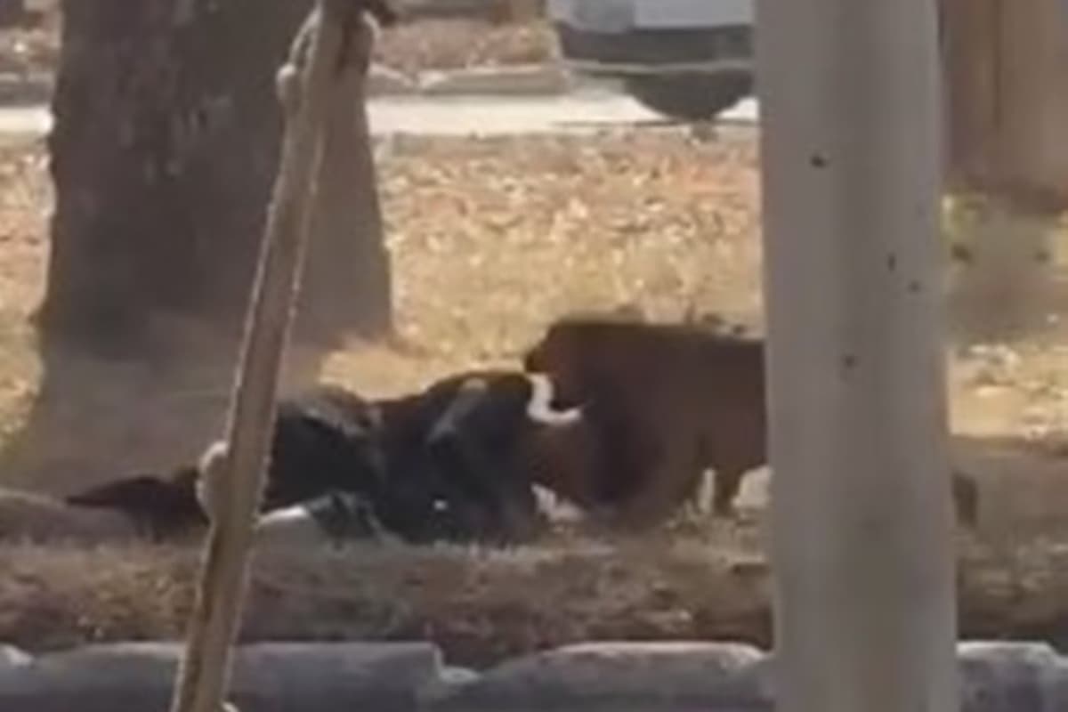 VÍDEO: Mulher é atacada por 6 cachorros em rua de Ceilândia, no Distrito Federal: &#8220;Achei que ia morrer&#8221;